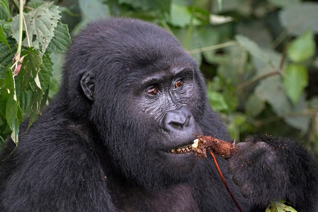 A mountain gorilla sitting in dense forest undergrowth, feeding.