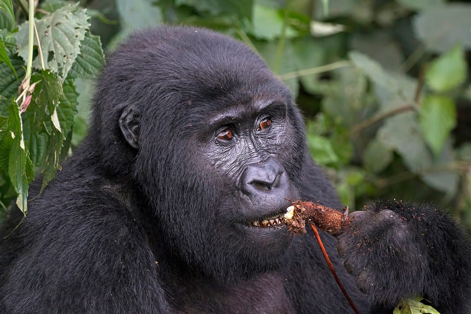 A mountain gorilla in Bwindi Impenetrable Forest