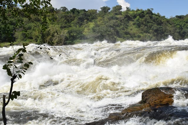 White water rushing over rock at Murchison Falls, forest along the banks.