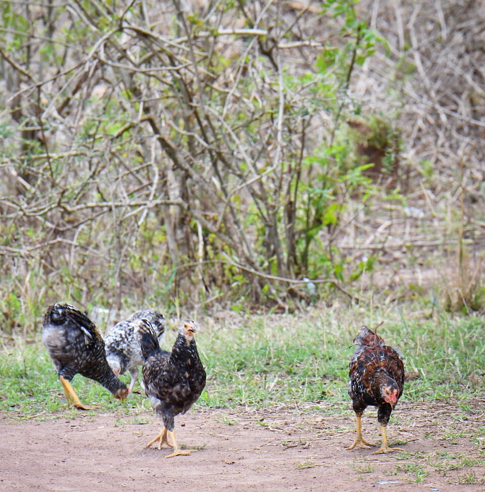 A live free-range chicken