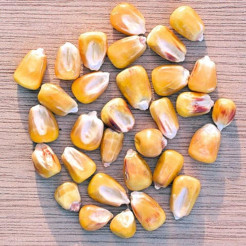 Maize seed