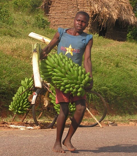 A bunch of matooke cooking bananas