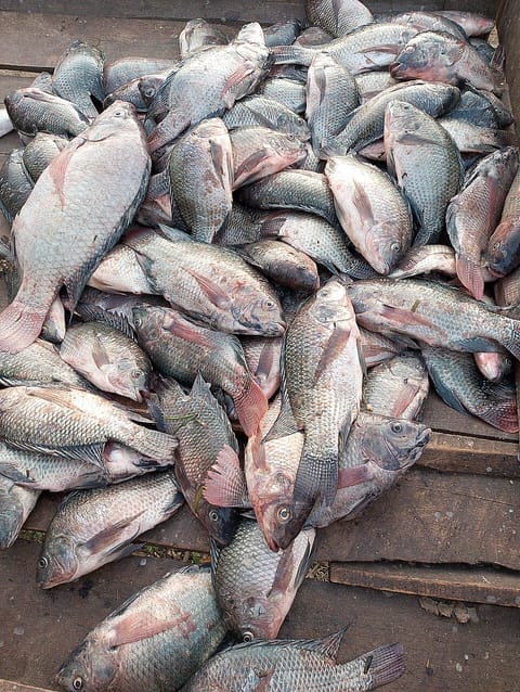 Fresh tilapia