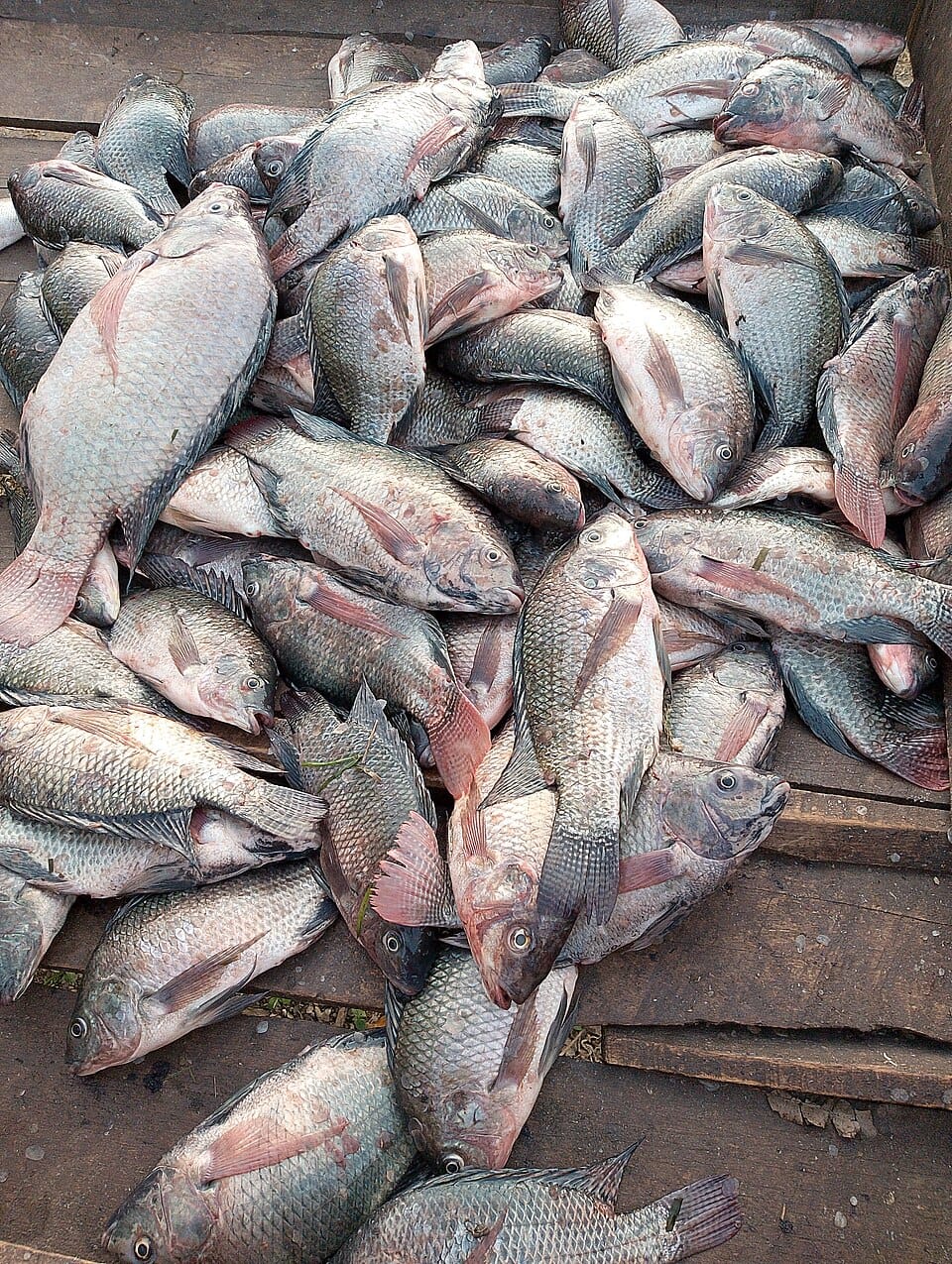 Fresh tilapia