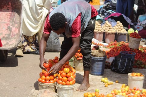 Fresh tomatoes